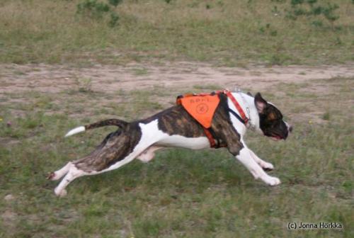 Kuva: Kennel Jonna H�rkk�.