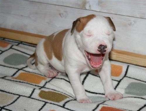 Kuva: Kennel Kesselin.